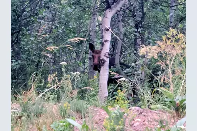 11607 Middle Fork Dr #SR16, Huntsville, UT 84317 - Photo 7