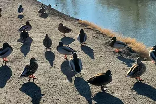 1359 W Stewart Dr, Riverton, UT 84065 - Photo 25