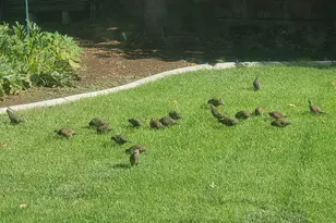 897 E 1200 N, Mapleton, UT 84664 - Photo 19