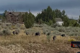 22498 N 12320 E, Fairview, UT 84629 - Photo 23