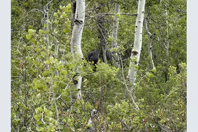 999 Hwy 39, Huntsville, UT 84317 - Photo 7