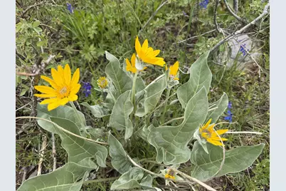 1 Hwy 39, Huntsville, UT 84317 - Photo 49