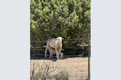 [Address not provided], Spring City, UT 84662 - Photo 5