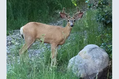 [Address not provided], Springville, UT 84663 - Photo 9