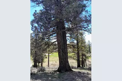 597 Deer Trail, Portola, CA 96122 - Photo 3