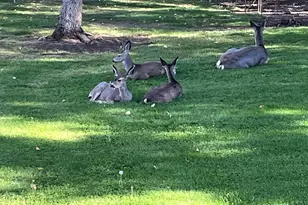 15318 Glenshire Dr, Truckee, CA 96161 - Photo 3