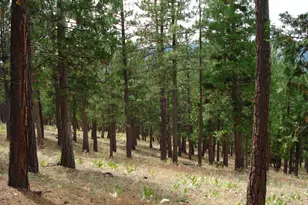 307 Big Cedar Ln, Portola, CA 96122 - Photo 7