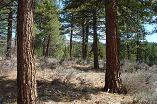 404 Blacktail Ridge, Portola, CA 96122 - Photo 5