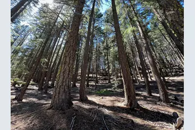 84 Yonkalla Trail, Graeagle, CA 96103 - Photo 11