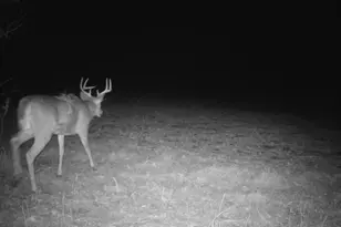 10385 N Rock City Rd, German Valley, IL 61039 - Photo 141