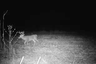 10385 N Rock City Rd, German Valley, IL 61039 - Photo 111
