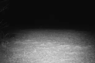 10385 N Rock City Rd, German Valley, IL 61039 - Photo 139