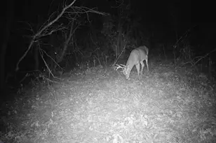 10385 N Rock City Rd, German Valley, IL 61039 - Photo 121