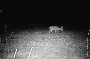 10385 N Rock City Rd, German Valley, IL 61039 - Photo 119