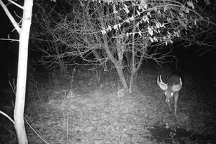 10385 N Rock City Rd, German Valley, IL 61039 - Photo 105