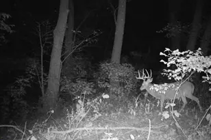 10385 N Rock City Rd, German Valley, IL 61039 - Photo 107