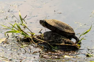 5814 Il Route 173, Richmond, IL 60071 - Photo 59