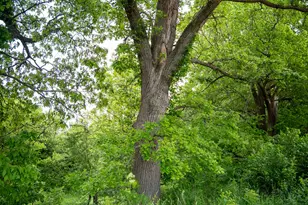 0 Capp Rd, Morrison, IL 61270 - Photo 63