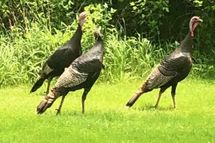 1607 Wheeler Rd, Kirkland, IL 60146 - Photo 59