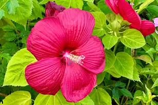 1184 Il Route 10, Monticello, IL 61856 - Photo 59