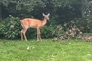 65 Lincolnshire Dr, Lincolnshire, IL 60069 - Photo 3