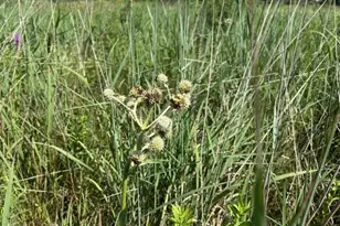 10502 Seaman Rd, Hebron, IL 60034 - Photo 23