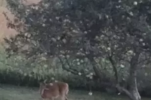 1807 Sunset Ln, Morris, IL 60450 - Photo 41