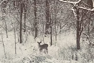 5897 Country Meadow Ln, Clifton, IL 61727 - Photo 53