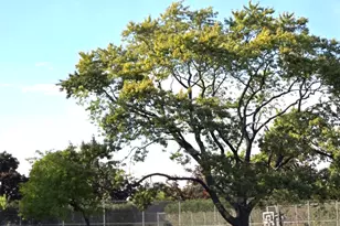 1117 S Old Wilke Rd, Arlington Heights, IL 60005 - Photo 9