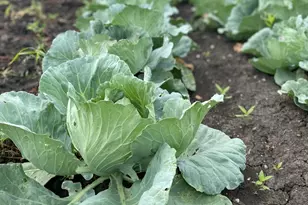 [Address not provided], Grayslake, IL 60030 - Photo 23