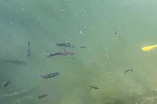 113 Largemouth Ln, Wilmington, IL 60481 - Photo 15