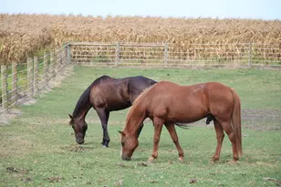 1985 N 670 East Rd, Gilman, IL 60938 - Photo 47