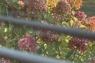 1305 Brian Pl, Urbana, IL 61802 - Photo 27