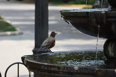 5842 N Saint Johns Court, Chicago, IL 60646 - Photo 37