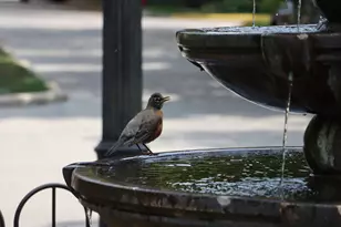 5842 N St Johns Ct, Chicago, IL 60646 - Photo 37