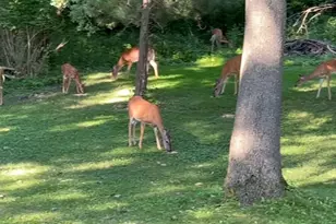 13 Birch Dr, Putnam, IL 61560 - Photo 39