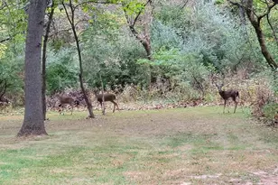 13 Birch Dr, Putnam, IL 61560 - Photo 41