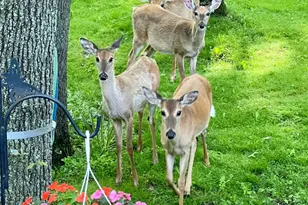 13 Birch Dr, Putnam, IL 61560 - Photo 37