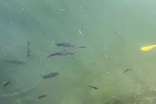 225 Fossil Cove Ln, Wilmington, IL 60481 - Photo 37