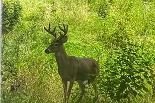 710 Short St, Streator, IL 61364 - Photo 53