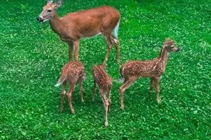 710 Short St, Streator, IL 61364 - Photo 33