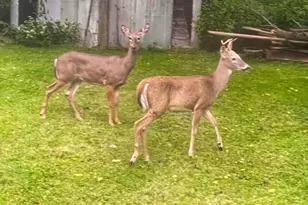 710 Short St, Streator, IL 61364 - Photo 29