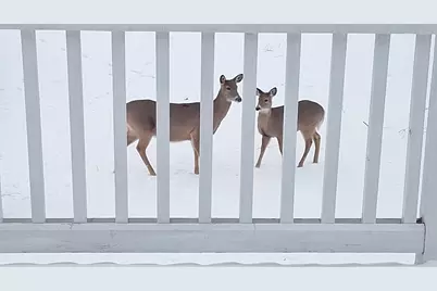 12255 Wildflower Lane, Huntley, IL 60142 - Photo 31