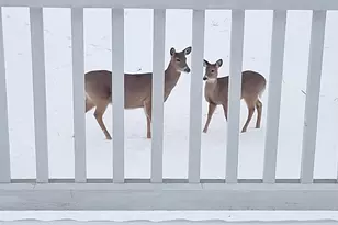 12255 Wildflower Ln, Huntley, IL 60142 - Photo 31