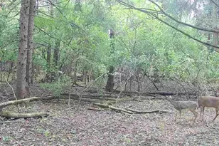 34531 S Lakeside Terrace, Wilmington, IL 60481 - Photo 45