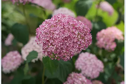 3819 Prairie Drive, Spring Grove, IL 60081 - Photo 41