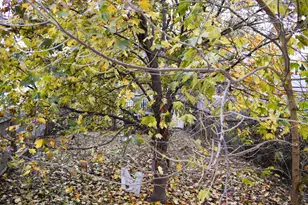 4252 W Gladys Ave, Chicago, IL 60624 - Photo 47