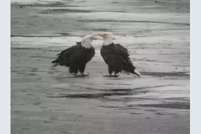 2185 Gainsboro Avenue, Davis, IL 61019 - Photo 11