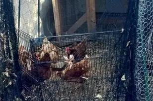 207 W Williams St, Dwight, IL 60420 - Photo 15