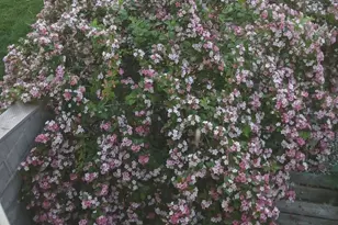 1928 Blackthorn Dr, Champaign, IL 61821 - Photo 27